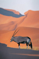 oryx-cw150