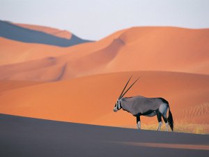 Oryx Antelope small