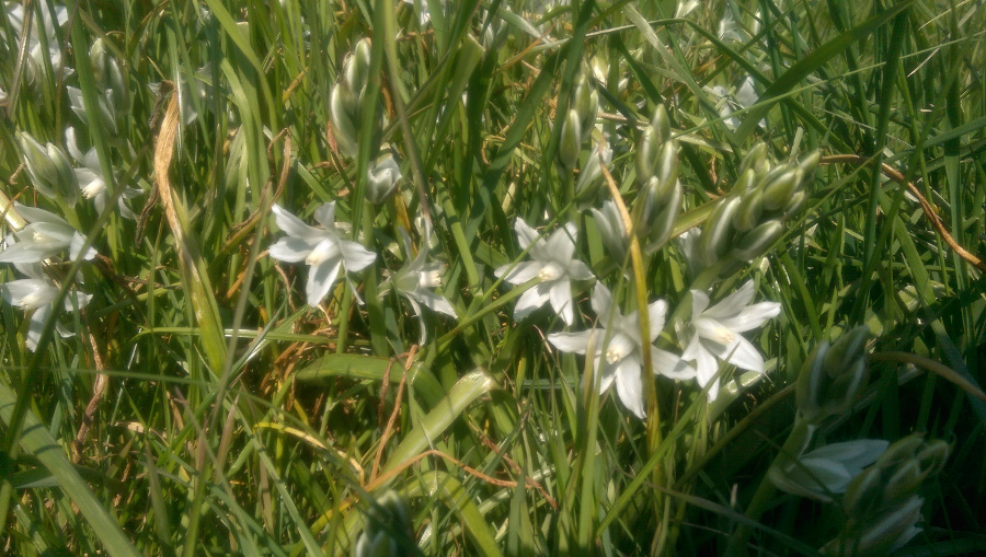 Trekroner white flower